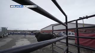 MTN Exclusive Video Bull briefly escapes at Billings PBR event [upl. by Seuqramed]