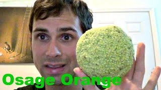 How to eat an Osage Orange  Weird Fruit Explorer Ep 119 [upl. by Armbruster]