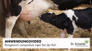 Pyrogenium compositum inject bei der Kuh [upl. by Ener]