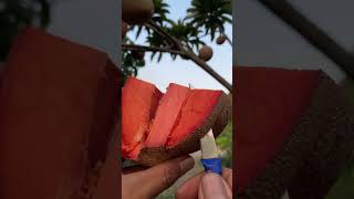 Mamey Sapote sawo [upl. by Moriyama]