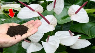 1 Cup Per Week Anthurium Grows Fast And Blooms Hundreds Of Flowers Immediately [upl. by Searby224]