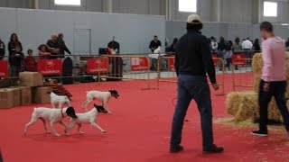 Exhibición de Trabajo  Ratonero Bodeguero Andaluz  IFEPA 2016 [upl. by Anibas]