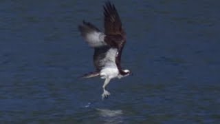 Osprey Hunts Fish in Slow Motion  Earth Unplugged [upl. by Jeremias765]