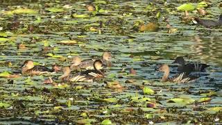 Wandering WhistlingDuck amp Plumed WhistlingDuck 2 [upl. by Gradey]