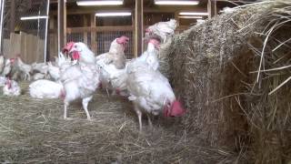 Rescued Hens from Egg Farm Free For First Time [upl. by Adnawed]