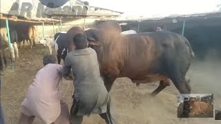 Belgian Blue amp Brahman Bull Unloading  Samman Cattle Farm [upl. by Talanian]