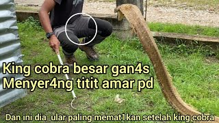 DETIKDETIK TERJADI NYA SERANG4N ULAR KING COBRA BESAR KE KAKI SAAT AKAN KELUARKAN ULAR EKOR MERAH [upl. by Takeo]