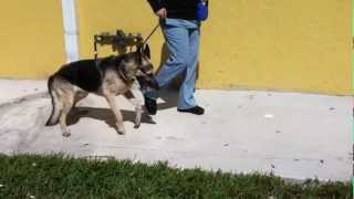 German Shepherd with Wobbler Syndrome  Two Engine Gait [upl. by Haem]