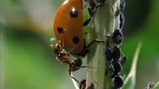 Crazy Ant Farmers  Weird Nature  BBC Studios [upl. by Calesta]