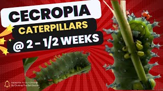 Hyalophora Cecropia Moth caterpillars at 2 12 weeks of growth [upl. by Pleasant]