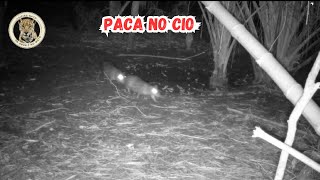 Paca no cio cateto queixada anta tatu peba cutia animais em seu habitat natural [upl. by Matejka]