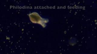 Philodina Rotifer Life Cycle [upl. by Rotciv109]