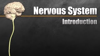 The Nervous System In 9 Minutes [upl. by Marlen]