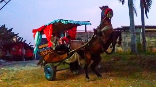 KUDA DELMAN 🎯 Di ajak pulang ke kandang malah ngamuk jingkrak jingkrak  horse  horseback  Pony [upl. by Annnora]