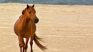 Back to the Wild The Wild Horses of Assateague Island [upl. by Lowndes]