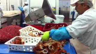 Des travailleurs dans une usine de transformation de homard [upl. by Ck]