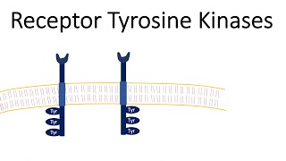 Receptor Tyrosine Kinases  RTK [upl. by Armalla582]