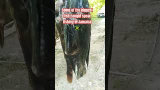 the biggest caught spear fishing in Jamaica 🇯🇲 water river [upl. by Ardene197]