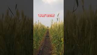 yaad lagla shortsfeed ytshorts sairat shetkari [upl. by Dyrraj]