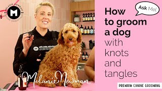 How to groom a Cavoodle with knots and tangles [upl. by Vani]