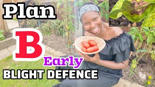 EARLY TOMATO BLIGHT  TREATMENT [upl. by Afrikah418]