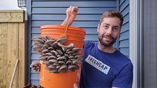 Grow Mushrooms at Home In A 5 Gallon Bucket Easy  No Sterilization [upl. by Grevera]