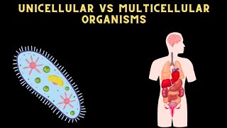 DIFFERENCE BETWEEN UNICELLULAR AND MULTICELLULAR ORGANISM science [upl. by Nam]