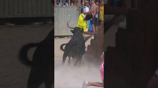 Denia 😱😱 Bous a la Mar Denia 2024 short 1 toros tv ✅ tarde inolvidable en Denia toros dénia [upl. by Rebmaed223]