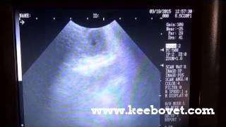 How To Recognize Ovarian Corpus Luteum  Yellow Body in Bovine Dairy Cow With Ultrasound KX5100V [upl. by Retsehc]