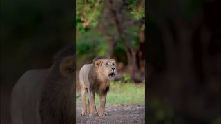 Roar of Asiatic Lion 🦁 Happy World Lion day  10th August girnationalpark wildlife asiaticlion [upl. by Klenk881]