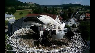 Fütterung im Storchennest Sexau im Schwarzwald am 16 Juni 2023 [upl. by Nyletak]