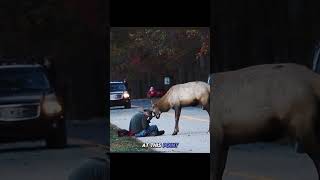 The photographer who risked his life just to get a pic photography animals shorttrending [upl. by Hale314]