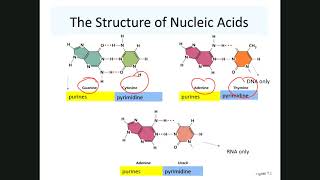 BIOL 2420Chapter 7 [upl. by Atnod]