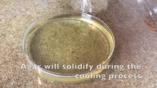 60 Second Protocols How to Make Agar Plates [upl. by Vaden]