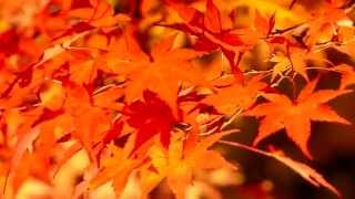 4Kvideothe act of viewing maple trees紅葉秩父三峯神社2014年10月29日撮影FZ1000 [upl. by Kalman]