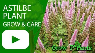 Astilbe plant  grow amp care False spirea [upl. by Elyc]