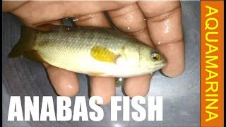 Anabas Fish  Climbing perch  Anabas testudineus hands on detail video  Aquamarina [upl. by Acimat]