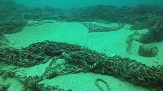 Jewel moray Muraena lentiginosa at El Vencedor wreck Cabo Pulmo 23 Apr 2018 [upl. by Leaper736]