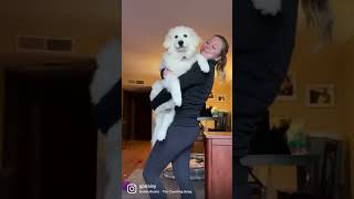 Great Pyrenees Puppy Growth in 2 Months [upl. by Gnouhp]