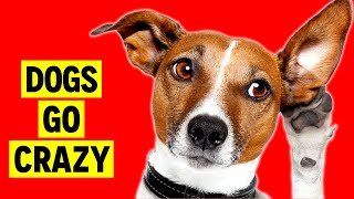 🤔5 Sounds That Tilt Dogs Heads and Make Your Dog Go Crazy [upl. by Hynda90]