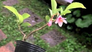 エゴノキK（売子の木 ミニ盆栽）Styrax japonica bonsai [upl. by Josie]