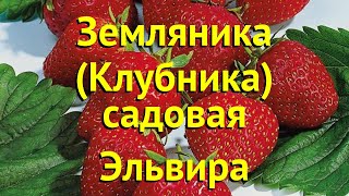 Земляника садовая Эльвира Краткий обзор описание характеристик fragaria ananassa Эльвира [upl. by Aratas]