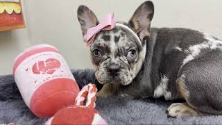 Unicorn  Blue Merle French Bulldog Female  The Lovely​ [upl. by Maier]