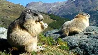 Swiss alpine marmots enjoying the view above SaasFee [upl. by Nallaf]