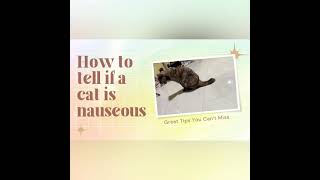 Nausea in Cats  How to tell if a cat is nauseousteeth grindinglicking of lipspawing at mouth [upl. by Nevad]