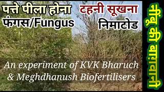 310 नींबू में टहनियां सूखने का सटीक इलाज KVK भरूच का प्रयोग Phytophthora treatment [upl. by Alrac]