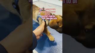 Rusty becomes the 1vaccine and microchip record and pet passport [upl. by Sivartal224]