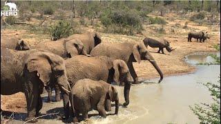 The Whole Elephant Herd Splashes in the Dam with Rhinos Beside Them [upl. by Beora]