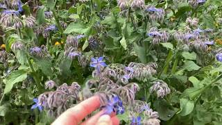 Growing borage A useful selfsowing flowering herb for any garden [upl. by Tadd]