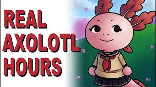 REAL AXOLOTL HOURS [upl. by Einahpad]